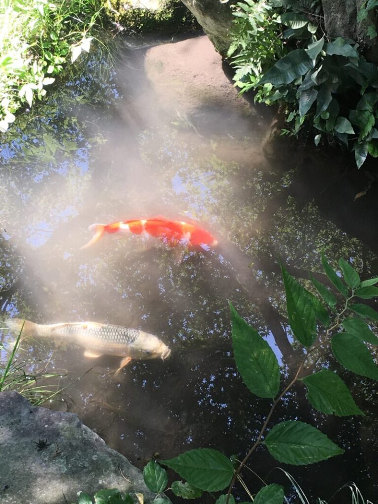 出雲大神宮の神池の鯉