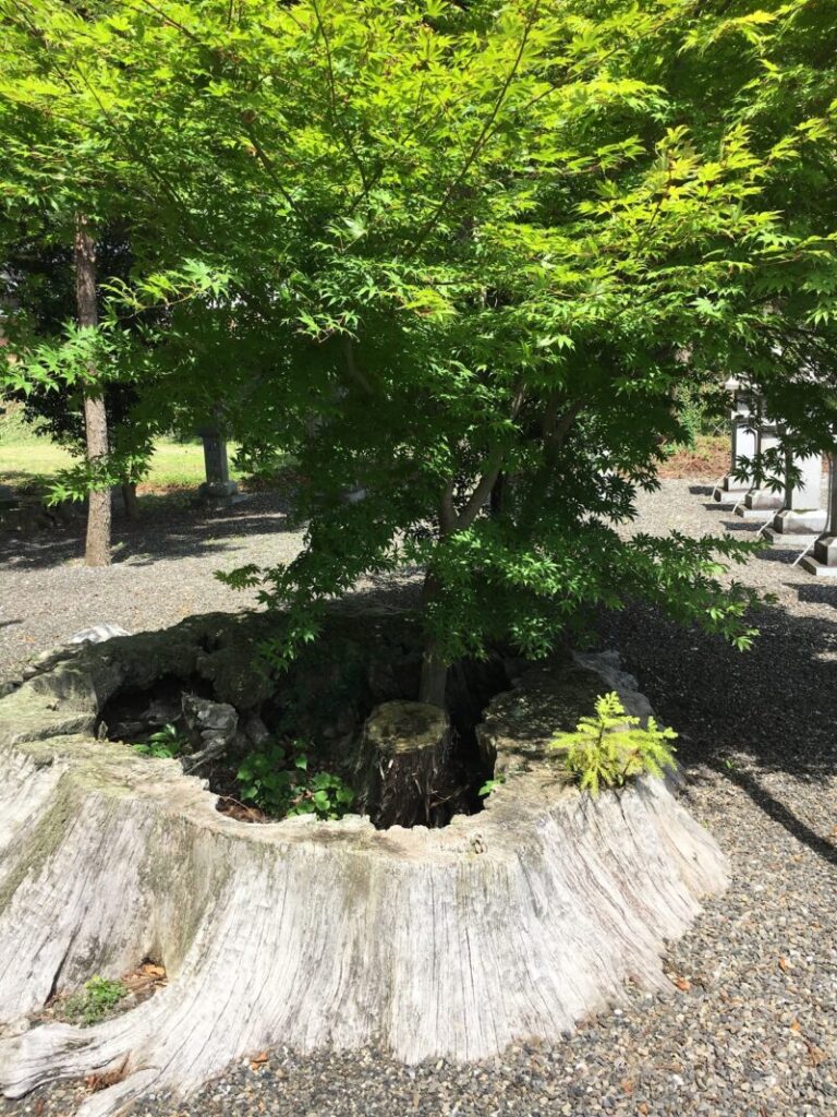 伊夫岐神社の巨木の虚