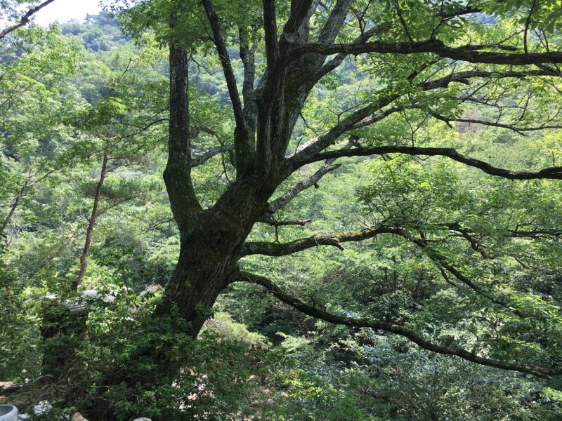 六甲山の樹々