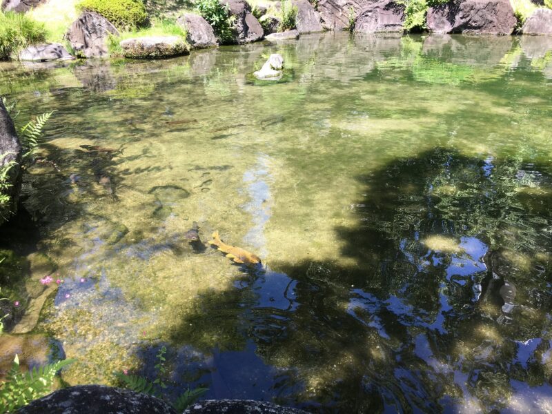 四天王寺の極楽の池