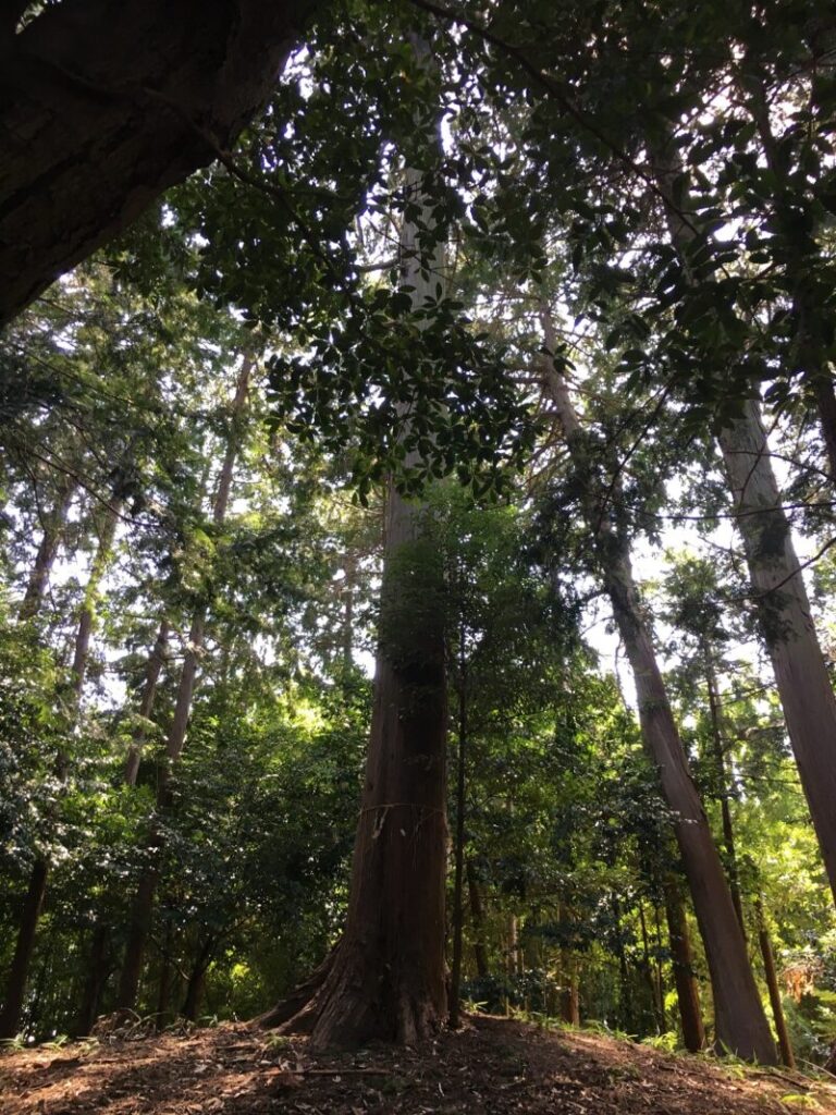 薭田野神社の神域の木