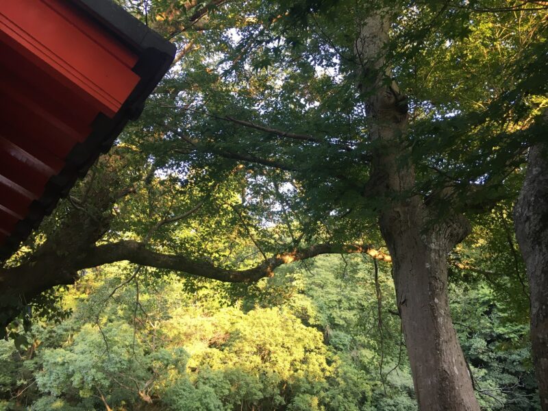 亀山城の木