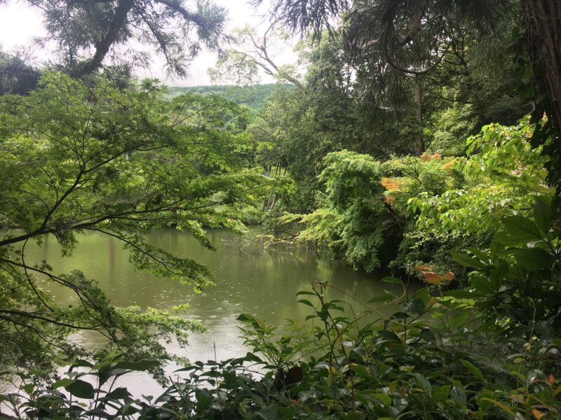 高鴨神社の池