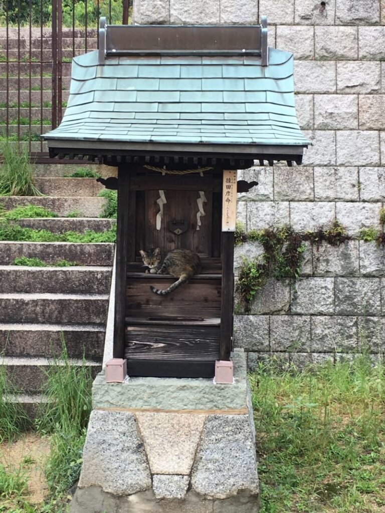 猿田彦神社と猫
