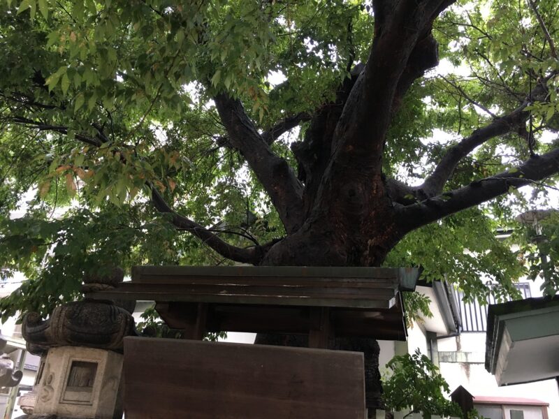二宮神社の神木