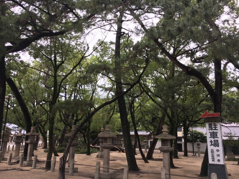 西宮神社の松林