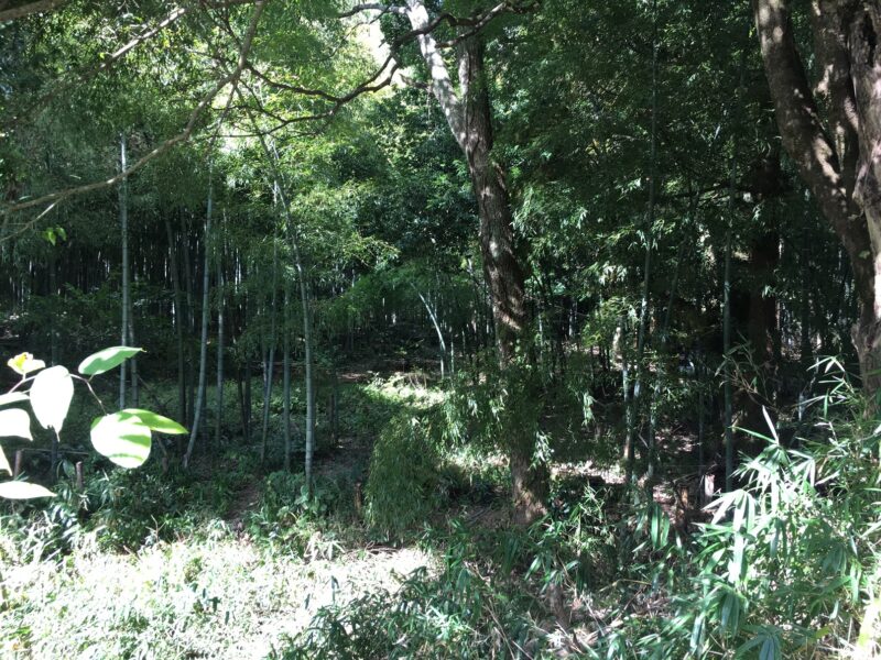 真名井神社の山林