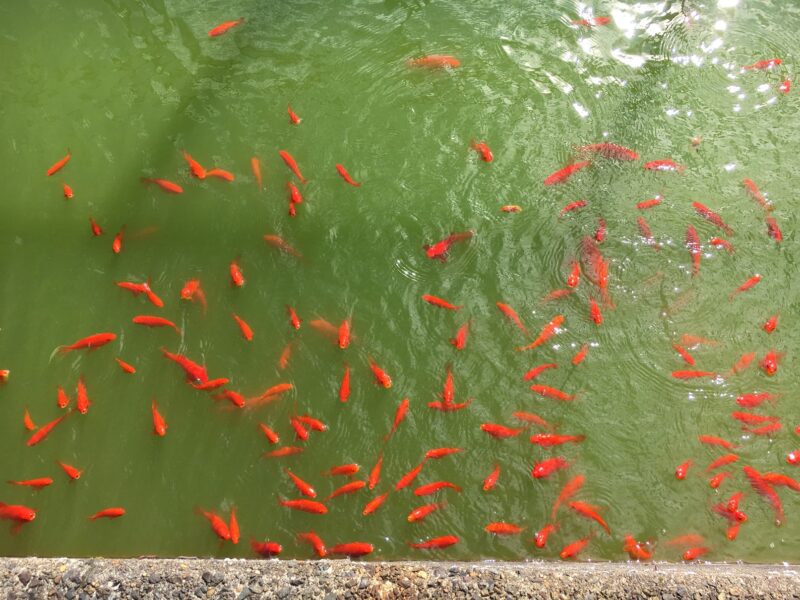 麓神社の池の鯉