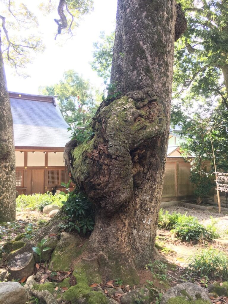 籠神社境内の木