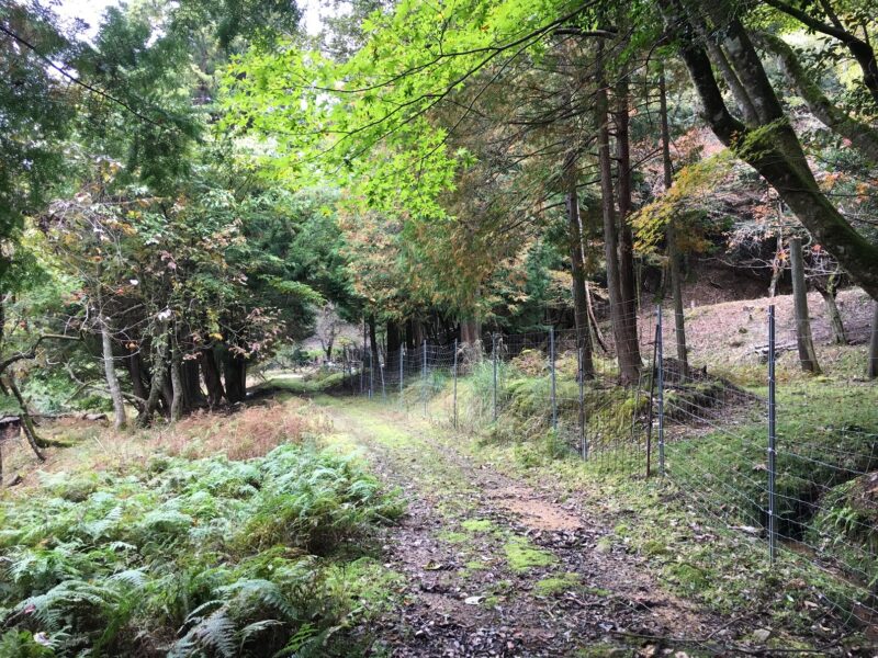 比沼麻奈為神社の山道