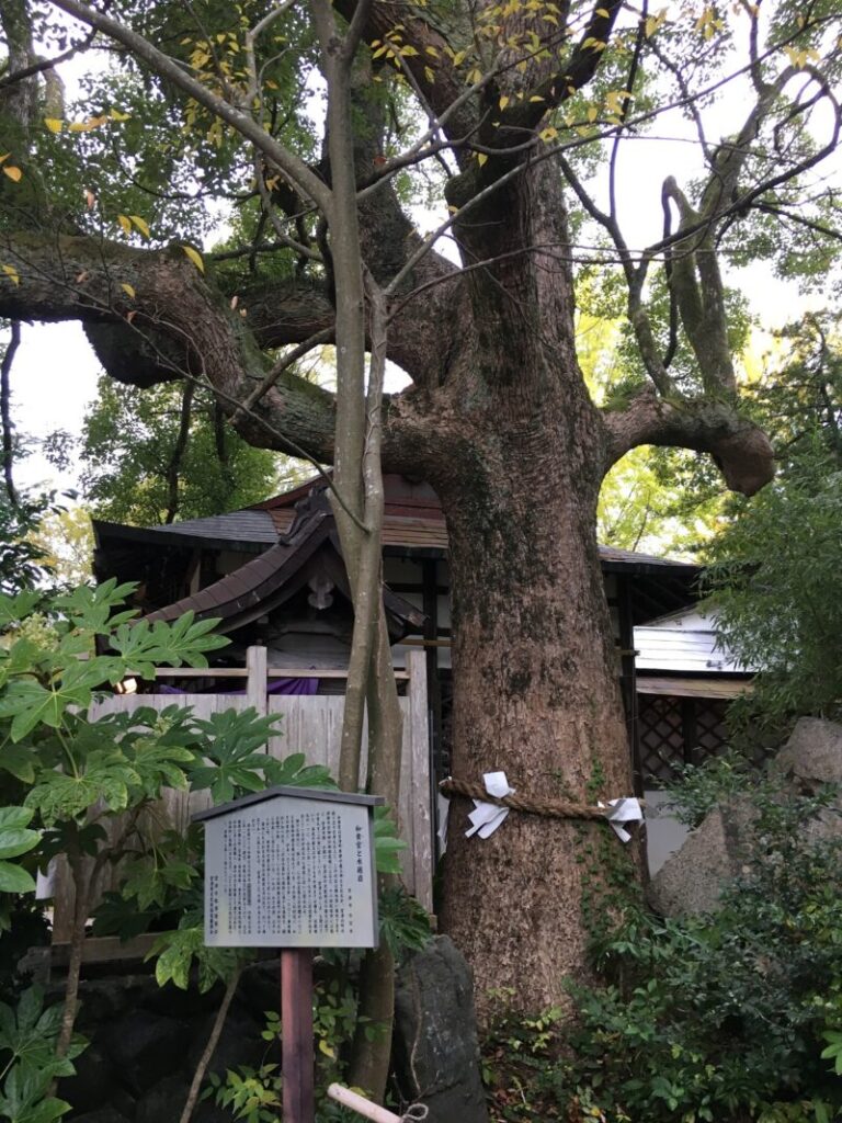 和貴宮神社の神木